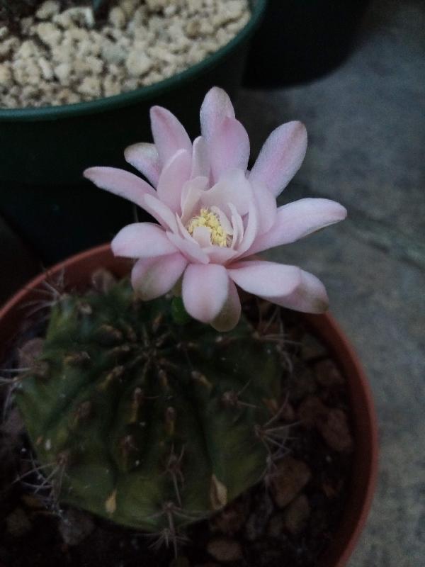 Gymnocalycium damsii.jpg